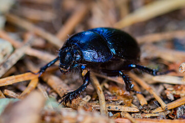 A dung beetle on the forest floor.

Dung beetles are between 10 and 45mm long and are day and night...