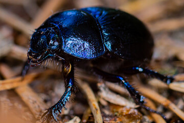 A dung beetle on the forest floor.

Dung beetles are between 10 and 45mm long and are day and night...
