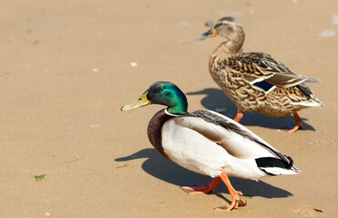 Two ducks walking on the sand, with the second duck slightly defocused.