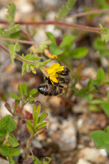 Bee extracting pollen from a yellow plant, wildlife, Viseu, Portugal