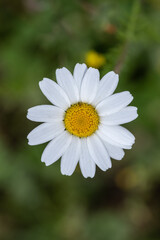 Obraz premium Leucanthemum vulgare is a herbaceous and perennial plant, originally from Europe. white and yellow flower , Close up photo