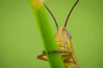 A grasshopper looks out from behind a blade of grass.

Grasshoppers are a species-rich subspecies of Acrididae.
The animal pictured here is colored brown and hangs motionless on a blade of grass.
