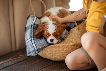 dog cavalier king charles spaniel, white-red-brown color, lies in a basket, on a gray plaid, on a wooden table indoors. Domestic dog. Day, the dog sleeps in a basket on the floor. Pedigree dog.