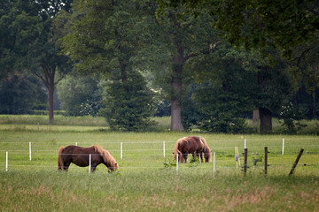 Fototapeta na wymiar Little horses grazing and resting on a farm in Holland.