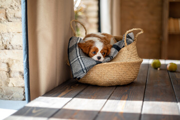 dog cavalier king charles spaniel, white-red-brown color, lies in a basket, on a gray plaid, on a...