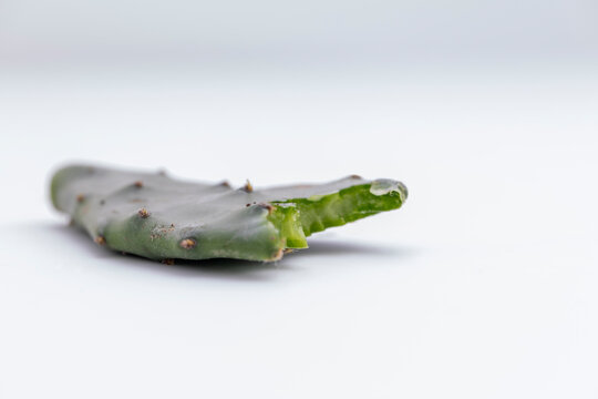 Aloe Vera Schaedlingsbefall von Maus / Ratte