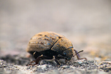A brown beetle on a footpath.

The animal is colored brown throughout and has numerous small hairs on the shell.
