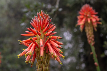 Kniphofia uvaria is a species of flowering plant in the family Asphodelaceae