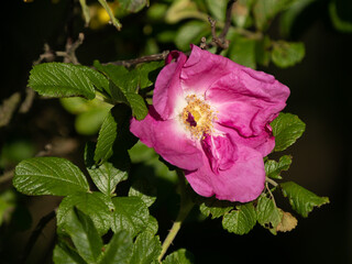 Wildrosen Bl&uuml;te