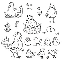 vector doodle set with hand drawn domestic farm birds. ducks, chicken, rooster, chicks, ducklings, eggs. isolated on a white background.