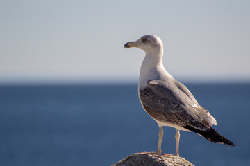 Seagull portrait against the sea coast. Close up view of white seagull sitting by the beach. Wild seagull with natural blue background.