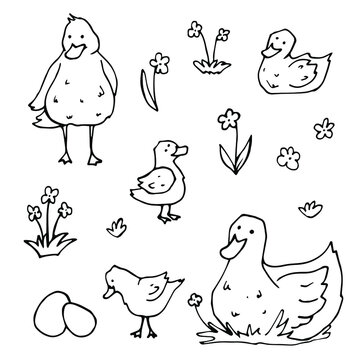 vector Doodle set with drawings of domestic farm birds. icons of ducks, ducklings, eggs, flowers. isolated on a white background.