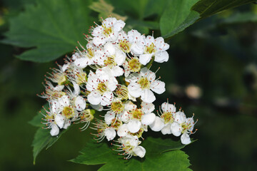 The hawthorn shrubs. Crataegus oxyacantha flower healing.
