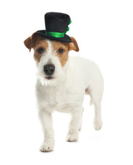 Jack Russell terrier with leprechaun hat on white background. St. Patrick's Day