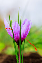 Obraz premium Saffron flowering. Single saffron plant on black soil.