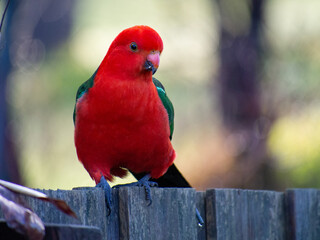 A King Parrot Perching on the backyard fence