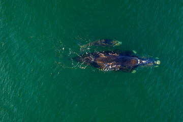 Overhead aerial view of a Southern Right Whale and her calf in the waters off of Cape Town, South Africa. 