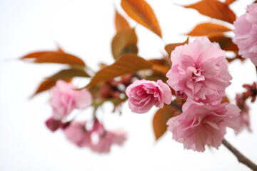 Closeup view of blossoming pink sakura tree outdoors