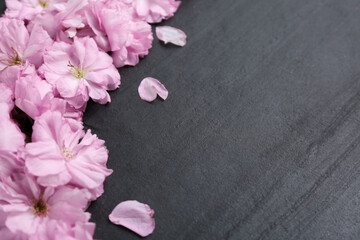 Naklejka na ściany i meble Beautiful sakura blossom on slate background, space for text. Japanese cherry