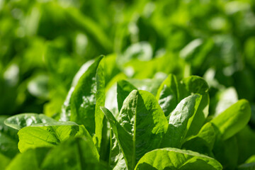 Green background with fresh lettuce. Healthy food.
