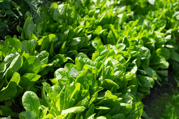 Green background with fresh lettuce. Healthy food.