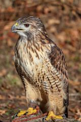 close-up portrait of a beautiful and healthy hawk, Viseu, Portugal