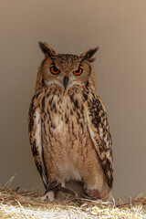 The eagle owl is a species of strigiform bird belonging to the family Strigidae. It is currently the largest species of owl on the planet, reaching 86 cm in length, 1.70 to 2.10 meters in wingspan