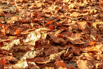 Colorful background of fallen autumn leaves , Viseu , portugal