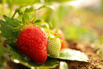 Strawberry plant with berries on blurred background, closeup