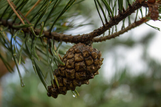 Little pine cone still with early dew, lituânia