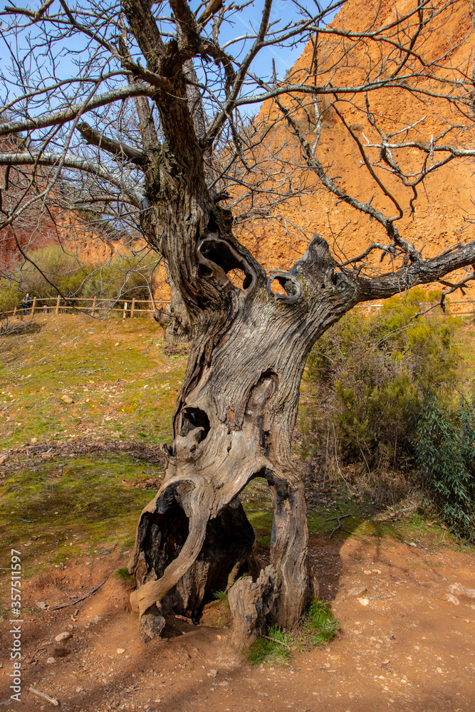 Wall mural Dead tree in the old gold mines , in Las Medulas, Spain