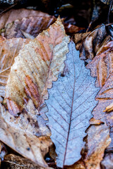 Closeup of leaves.