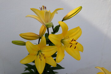 Yellow lily bloom in front of a white wall