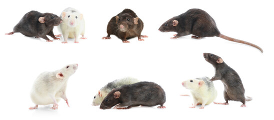 Set of cute little rats on white background. Banner design