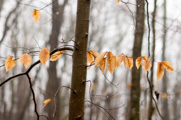Leaves  in focus on tree with trees blurred in background.
