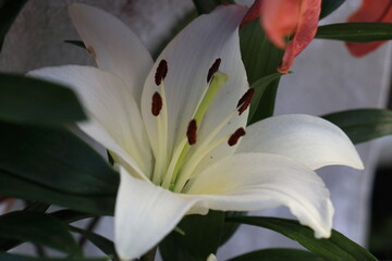 Fototapeta premium white lily bloom