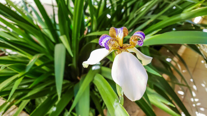 Neomarica candida known as iris-da-praia commonly used in home gardens and landscaping. Isolated flower in green backgroud.