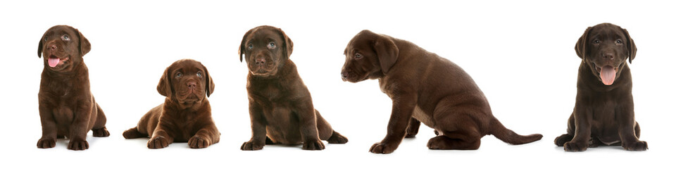 Set of Chocolate Labrador Retriever puppies on white background. Banner design