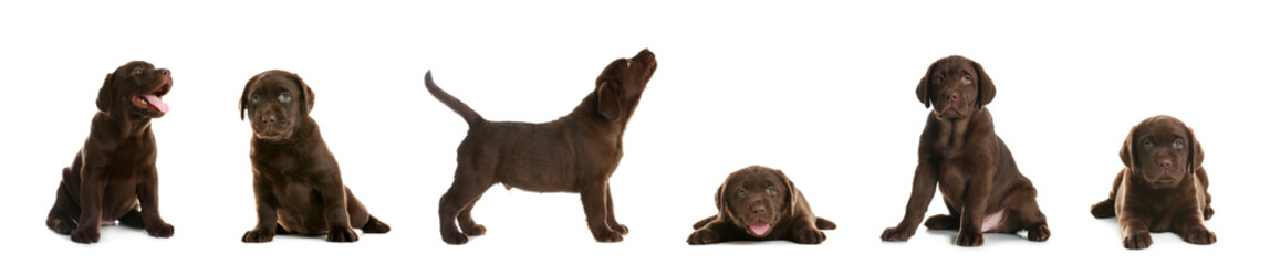 Set of Chocolate Labrador Retriever puppies on white background. Banner design