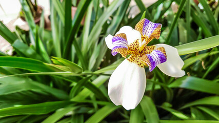 Neomarica candida known as iris-da-praia commonly used in home gardens and landscaping. Isolated flower in green backgroud.