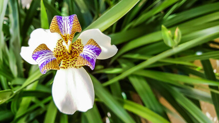 Neomarica candida known as iris-da-praia commonly used in home gardens and landscaping. Isolated flower in green backgroud.