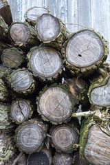 A pile of cut logs with the ends showing.