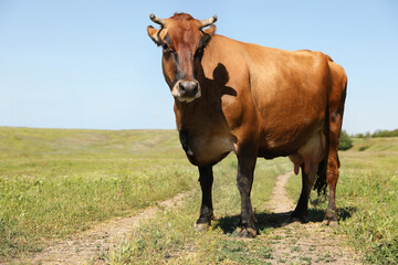 Naklejka na ściany i meble Beautiful brown cow outdoors on sunny day. Animal husbandry