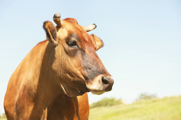 Obraz na płótnie Canvas Beautiful brown cow outdoors on sunny day. Animal husbandry