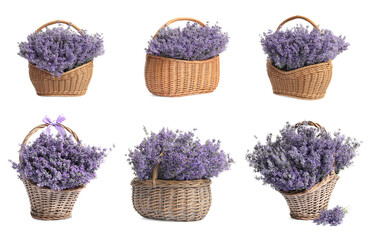 Fototapeta na wymiar Set of fresh lavender flowers in wicker baskets on white background