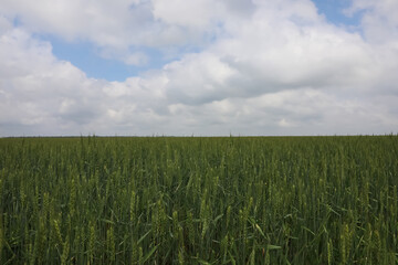 Agricultural field with ripening cereal crop under cloudy sky