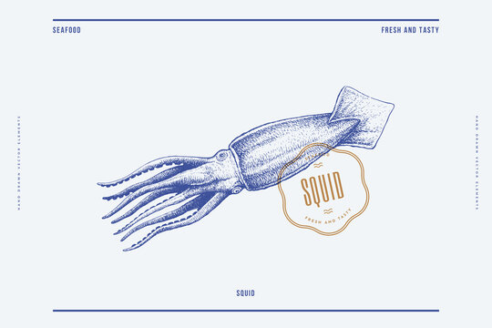 Hand-drawn image of a large squid on a light background. Retro picture for the menu of fish restaurants, markets, and shops. Vector illustration in vintage engraving style.