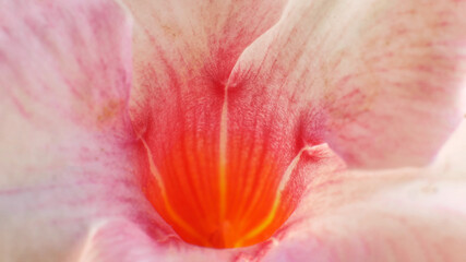 Macro shot of the red calyx of a pink flower. Bright and dreamy look.