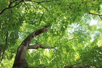 Fototapeta na wymiar 初夏の楓の木