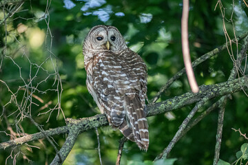 Barred Owl on a limb posing.